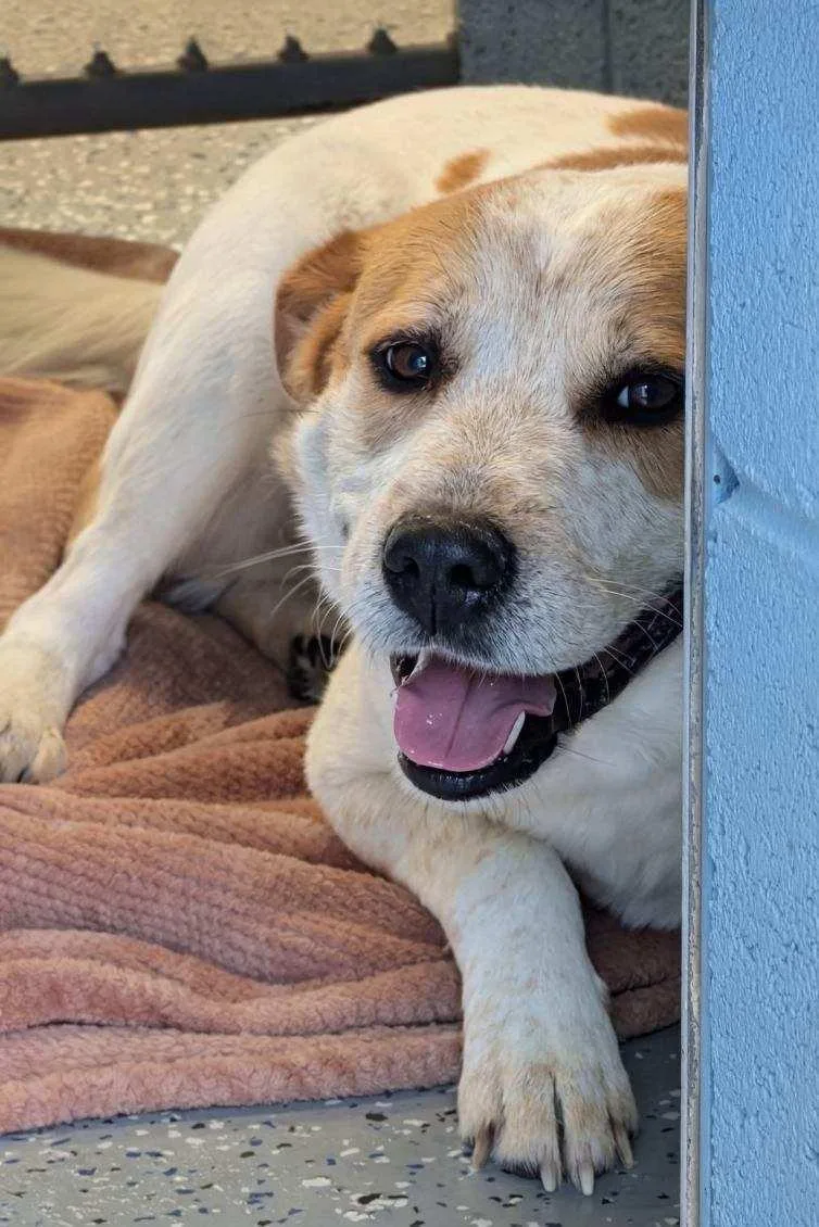 An adult medium-sized male White / Cream Cattle Dog dog named Pal for adoption in Benson, AZ