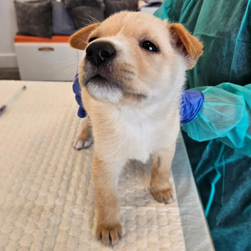 A baby small-sized female Labrador Retriever dog named Wynalda for adoption in Los Angeles, CA