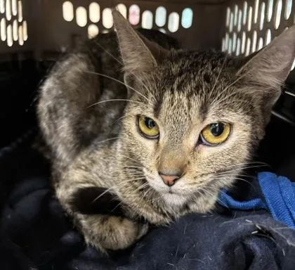 An adult small-sized female Domestic Short Hair cat named Chloe for adoption in Cincinnati, OH