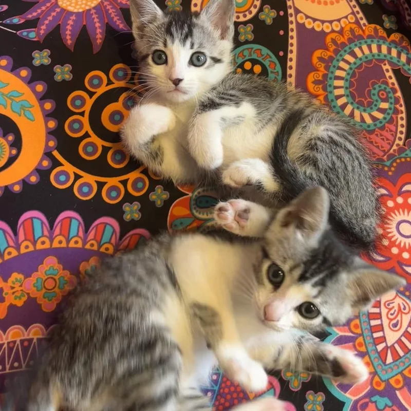 A baby small-sized female Brown / Chocolate Domestic Short Hair cat named Pixel for adoption in Santa Rosa, CA