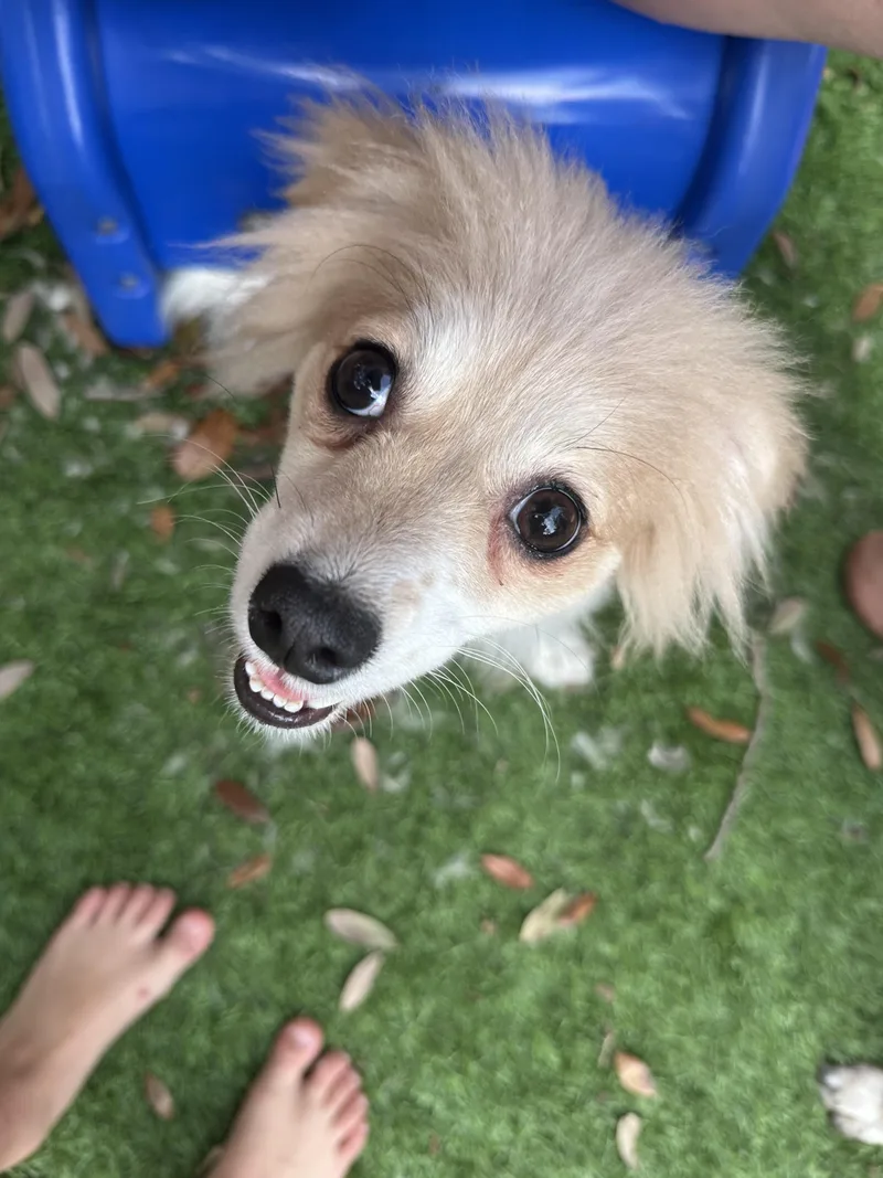 An adult small-sized female Chihuahua dog named Ella Mae for adoption in Parrish, FL