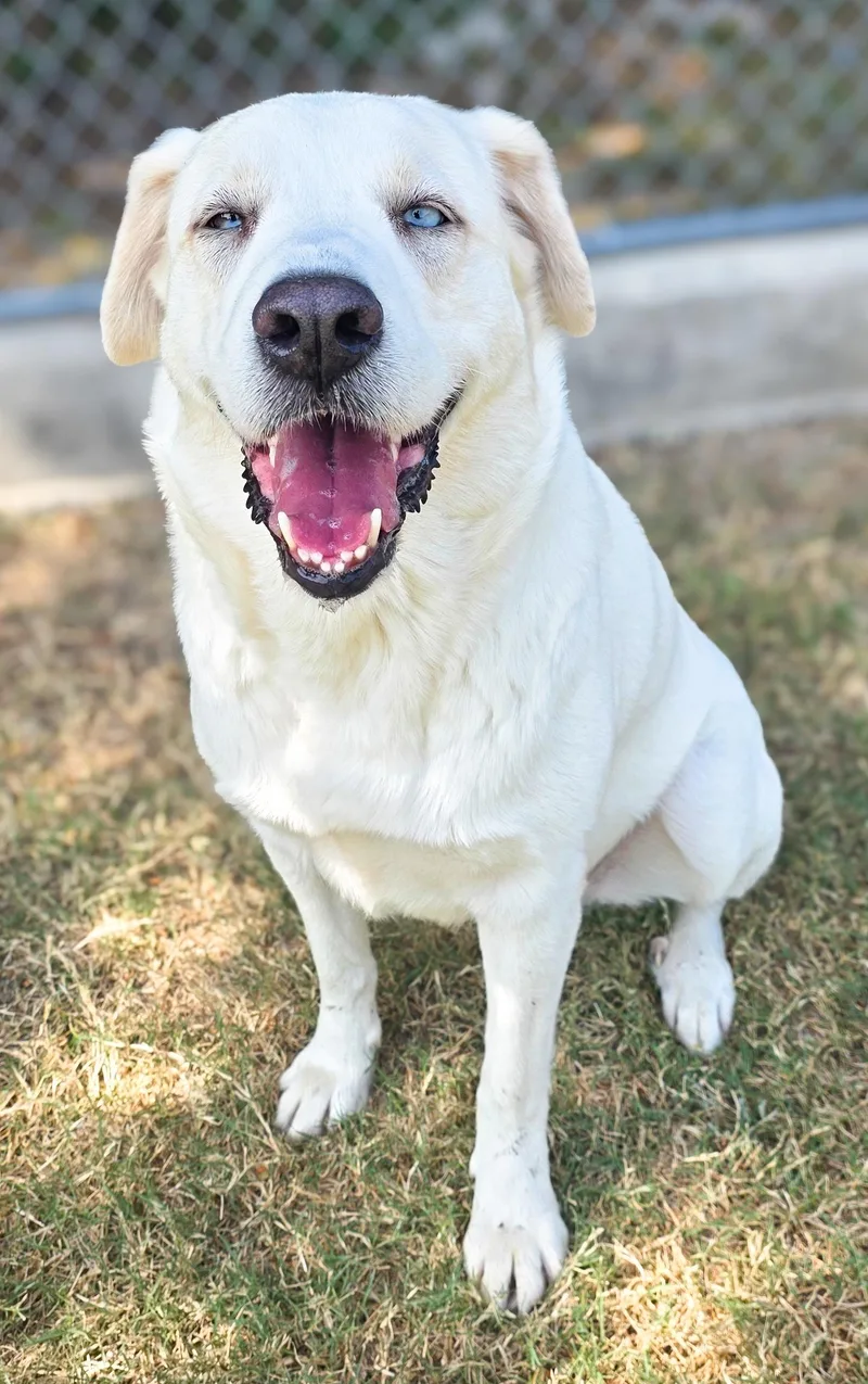An adult large-sized female Labrador Retriever dog named Echo for adoption in Gainesville, TX