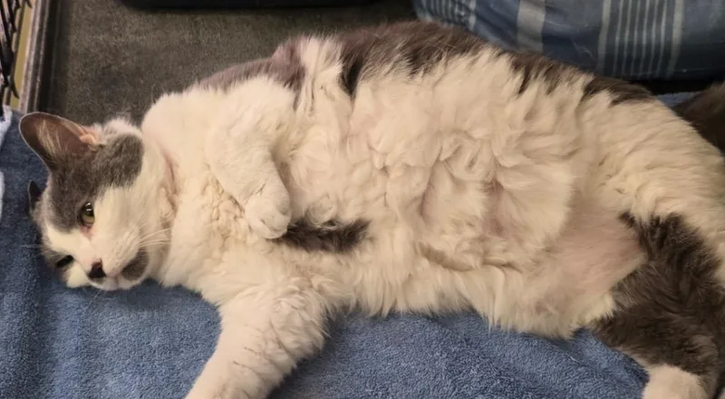 An adult medium-sized female Domestic Short Hair cat named Stella for adoption in Muskegon, MI