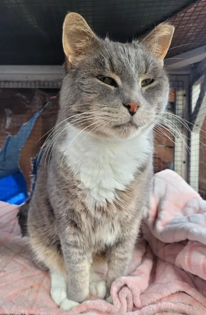 Blue Timber thumbnail 3