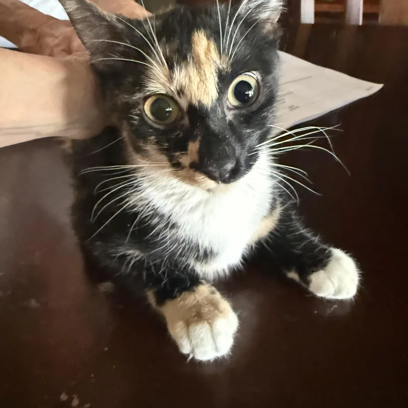 A baby medium-sized female Calico cat named Squeaky Tulip for adoption in Las Vegas, NV
