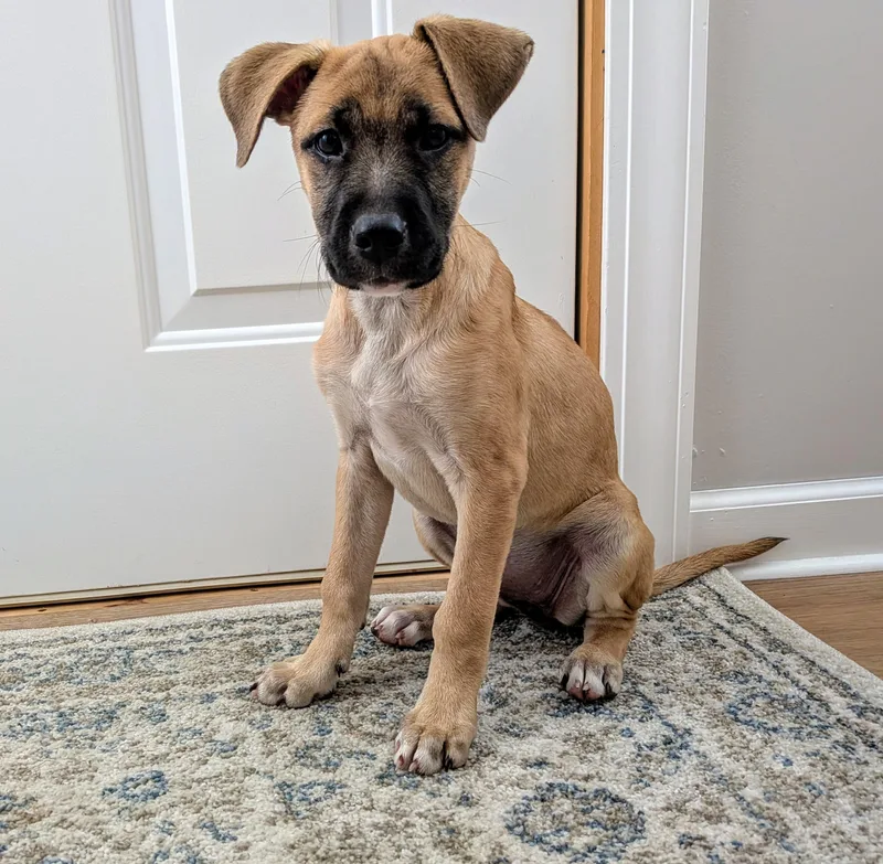 A baby medium-sized female Brown / Chocolate Mixed Breed dog named Lilly for adoption in Kenosha, WI