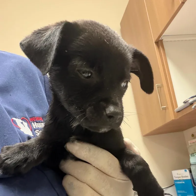 A baby small-sized female Chihuahua dog named Judy Bayley for adoption in Reno, NV