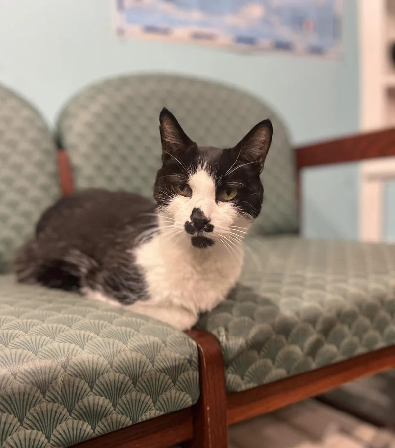 A senior small-sized male Black & White / Tuxedo Domestic Short Hair cat named LazyBones for adoption in Blackstone, MA