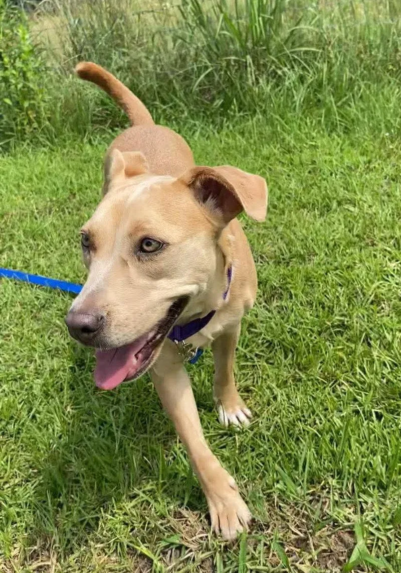 A baby medium-sized female Pit Bull Terrier dog named Phoebe for adoption in Ridgefield, CT