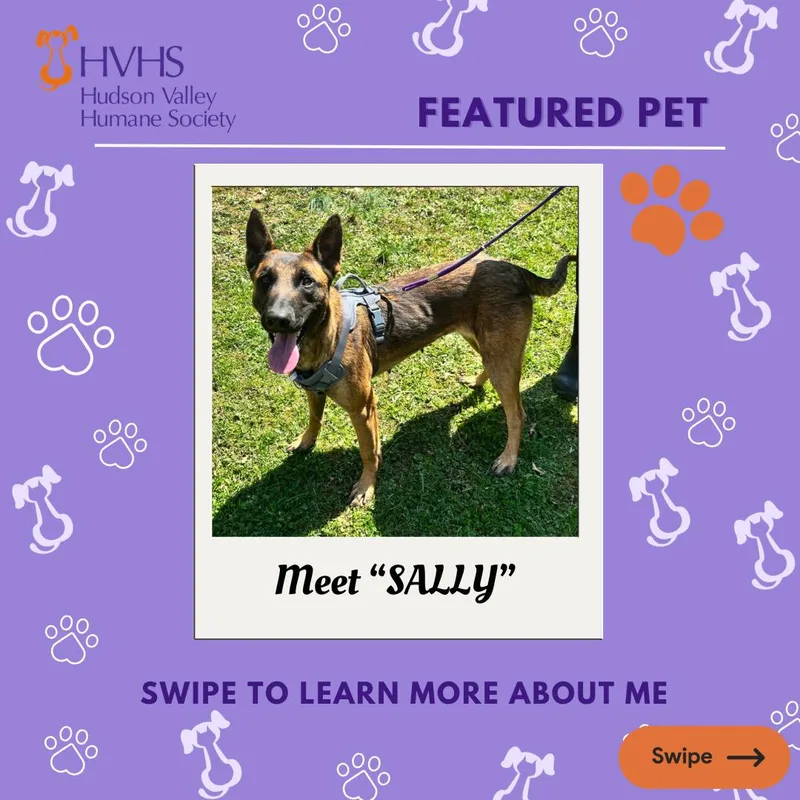 An adult medium-sized female Brown / Chocolate Belgian Shepherd / Malinois dog named Sally for adoption in Pomona, NY
