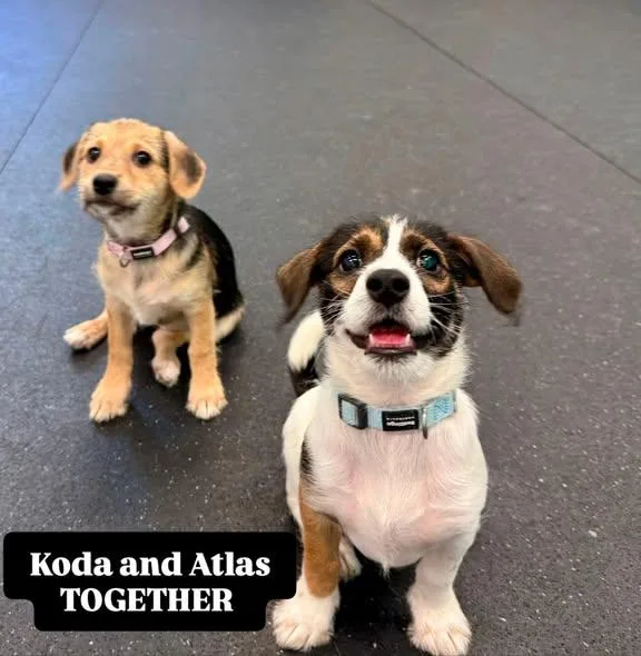 A young small-sized male Yellow / Tan / Blond / Fawn Dachshund dog named Atlas & Koda for adoption in Miami, FL