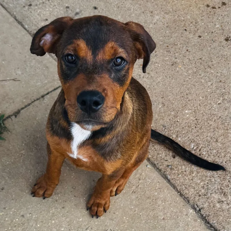 A baby medium-sized male Brown / Chocolate Doberman Pinscher dog named Bryant for adoption in Brownsboro, AL