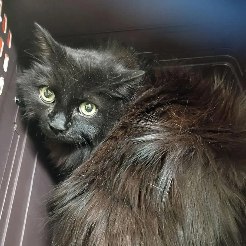 Niobe