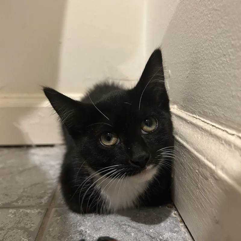 A baby medium-sized female Black & White / Tuxedo Domestic Short Hair cat named Mackenzie for adoption in Philadelphia, PA