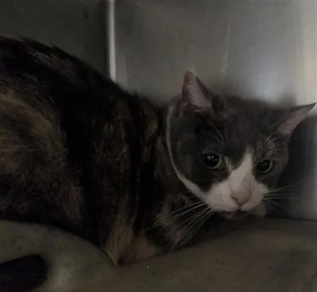 An adult large-sized female Domestic Short Hair cat named Callie for adoption in Lancaster, CA