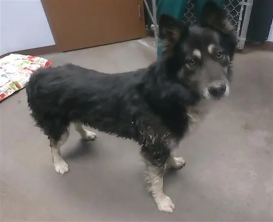 A young large-sized male German Shepherd Dog dog named Blackstone for adoption in Phoenix, AZ