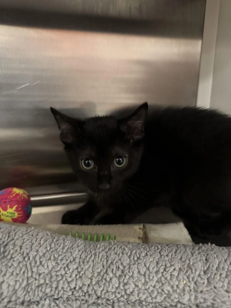 A young small-sized male Black Domestic Short Hair cat named Licorice for adoption in Hilton Head Island, SC