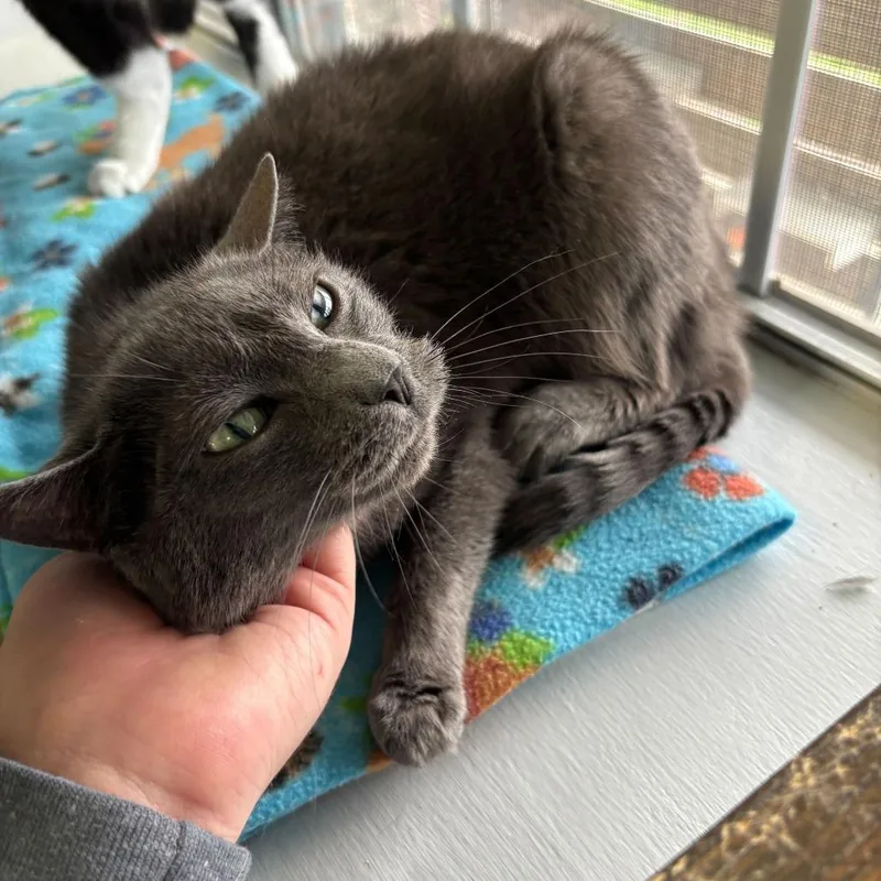 Kiki's Delivery Service