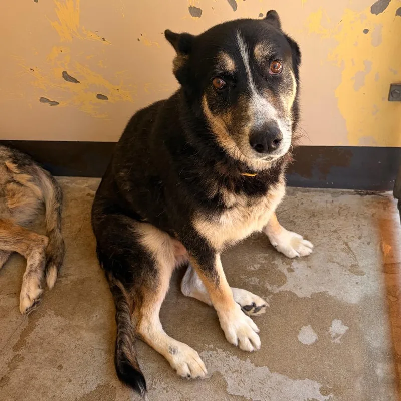 An adult large-sized male Black German Shepherd Dog dog named IVHSStray for adoption in San Gabriel, CA