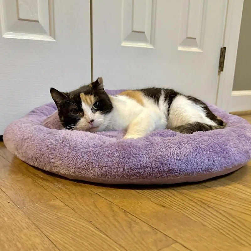 A young medium-sized female Black & White / Tuxedo Domestic Short Hair cat named Nadia for adoption in Raleigh, NC