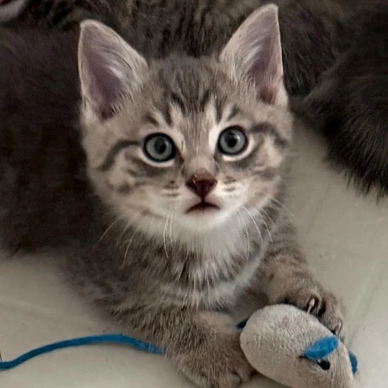 A baby medium-sized male Tabby (Gray / Blue / Silver) Domestic Short Hair cat named Cub for adoption in Nantucket, MA