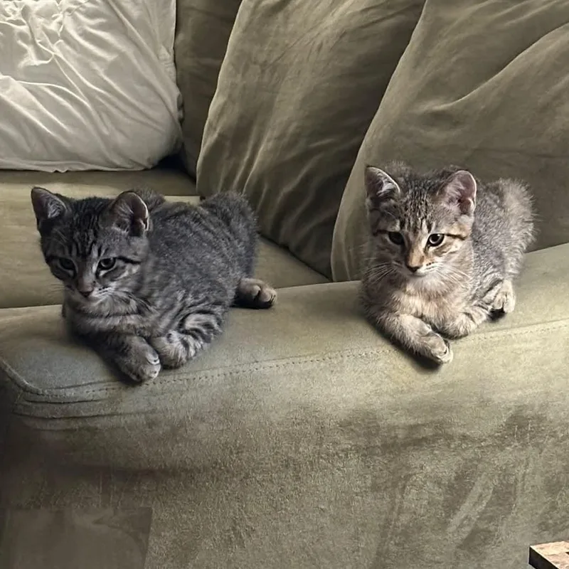 A baby medium-sized male Domestic Short Hair cat named Clove for adoption in Kentwood, MI