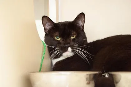 An adult large-sized female Domestic Short Hair cat named Aurora for adoption in Hamilton, NJ
