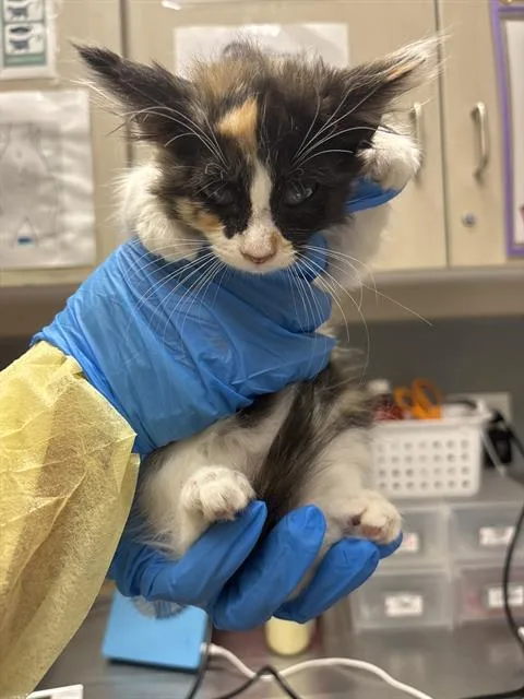 A baby small-sized female Domestic Medium Hair cat named Chocolate for adoption in Las Vegas, NV