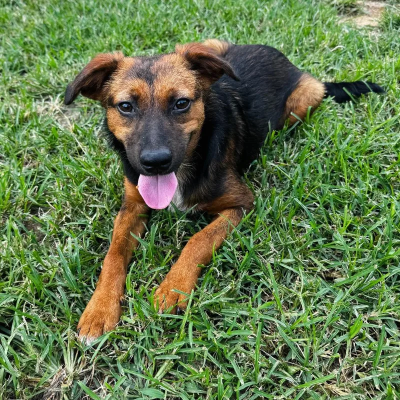 A young medium-sized male Brown / Chocolate Shepherd dog named Elmer's for adoption in Brownsboro, AL