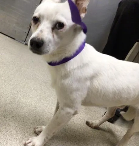 A young small-sized male Chihuahua dog named Alvin for adoption in Riverside, CA