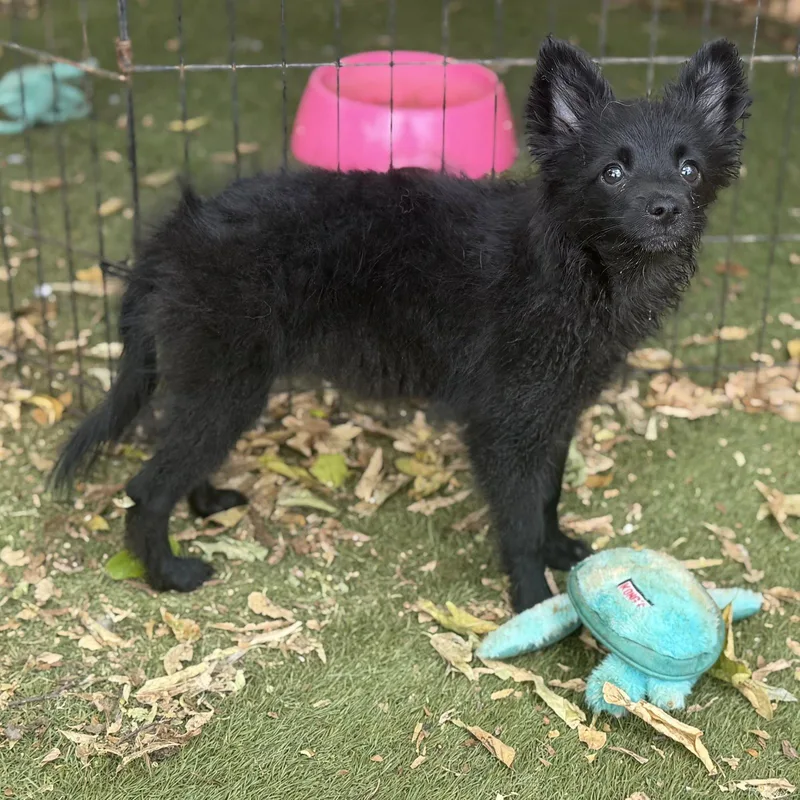 A baby small-sized female Pomeranian dog named Winnie for adoption in Garland, TX