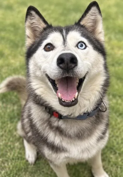 An adult medium-sized female Husky dog named Lyra for adoption in Hamilton, OH