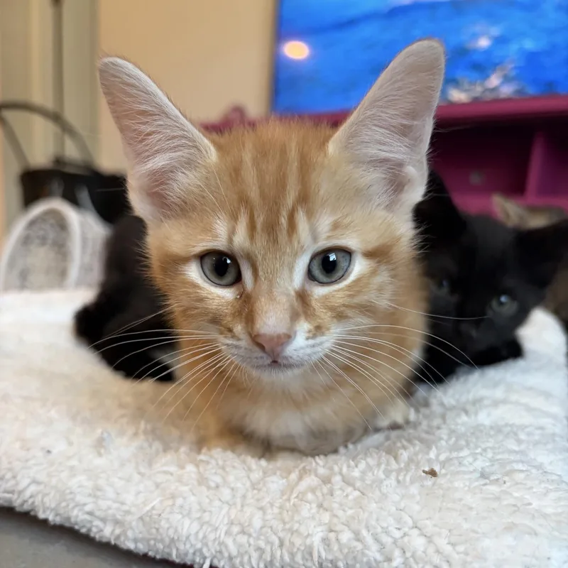 A baby medium-sized male Orange & White Domestic Short Hair cat named Goodman for adoption in Murfreesboro, TN