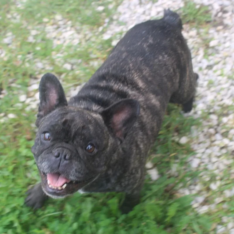 An adult small-sized female French Bulldog dog named Zella for adoption in Zionsville, IN