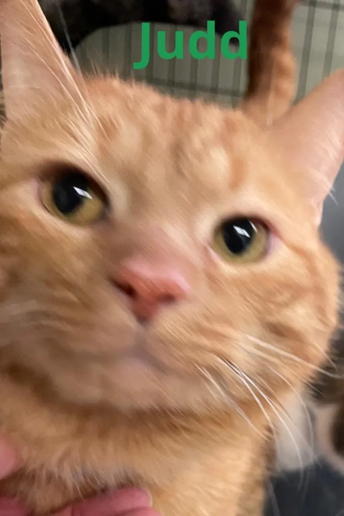 A young medium-sized male Domestic Short Hair cat named Judd for adoption in Muskegon, MI