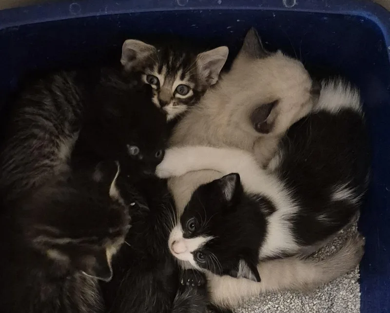 Nova'S Baby thumbnail 2