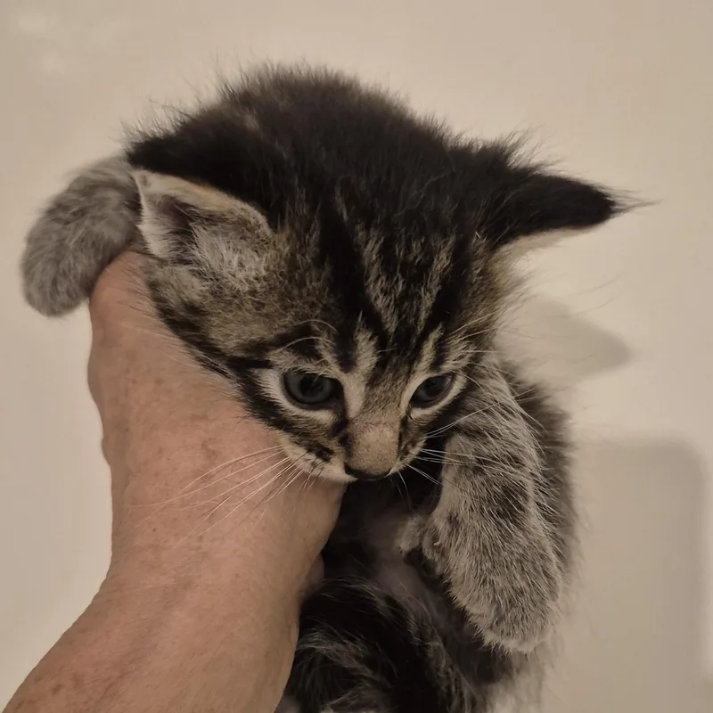Nova'S Baby thumbnail 3