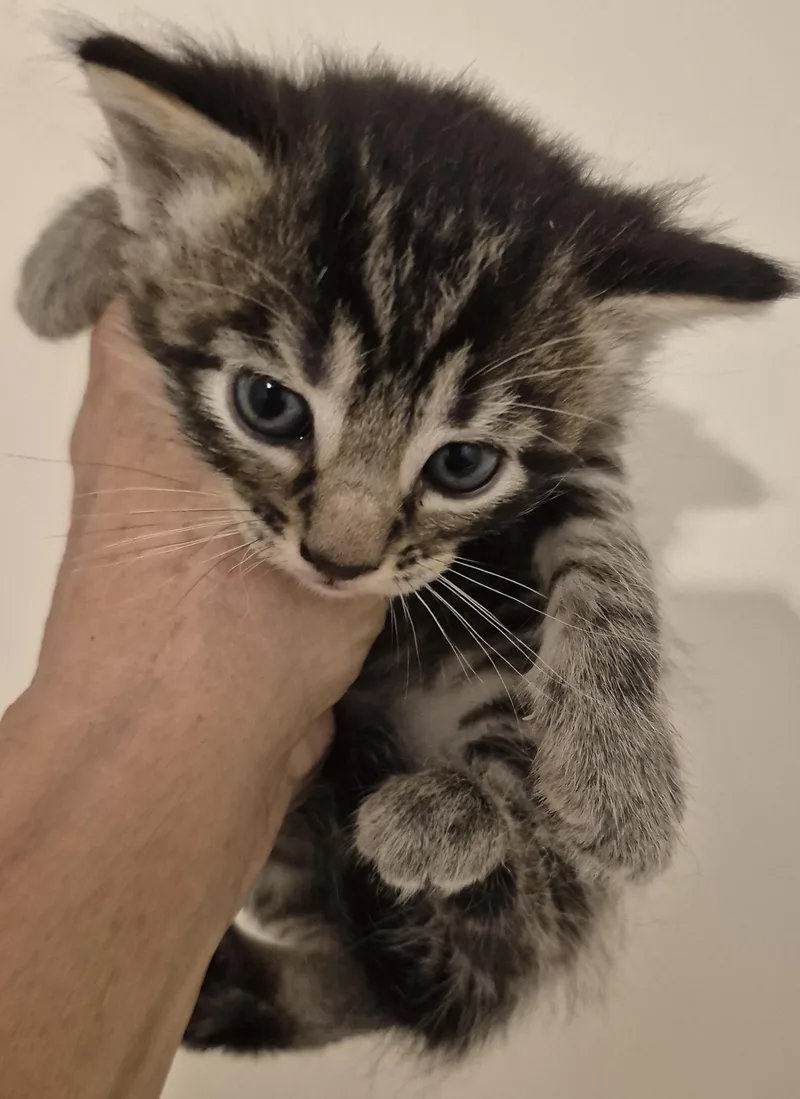 Nova'S Baby thumbnail 4