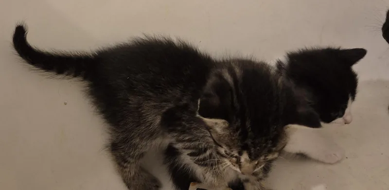 Nova'S Baby thumbnail 5
