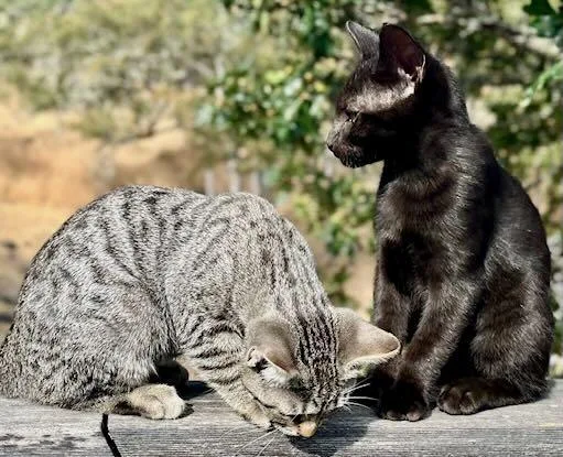 A baby medium-sized male Black Tabby cat named Lionel & Zora for adoption in The Dalles, OR