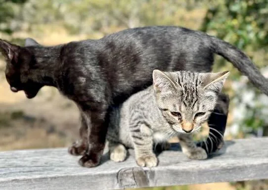 Lionel & Zora thumbnail 4