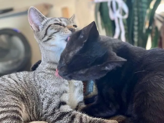 Lionel & Zora thumbnail 6