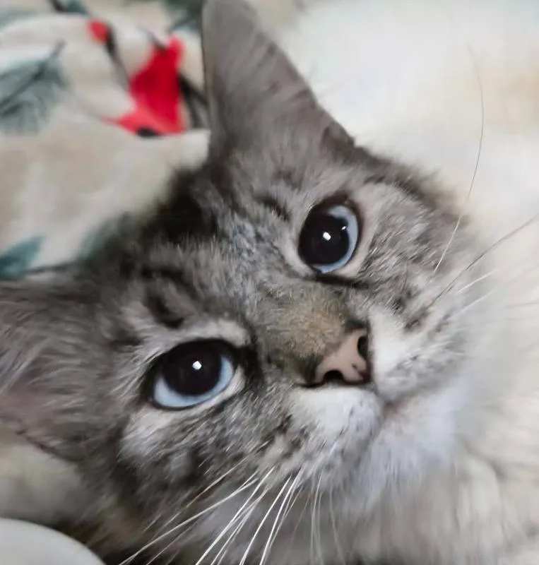 An adult medium-sized female Siamese cat named Delilah for adoption in Salinas, CA