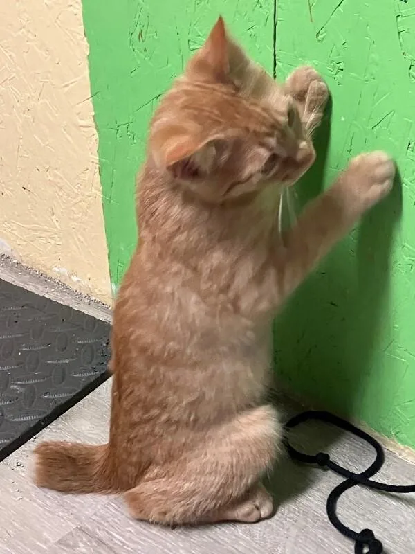 A young medium-sized male Orange / Red Manx cat named Dr. Papadopoulos for adoption in Fort Collins, CO