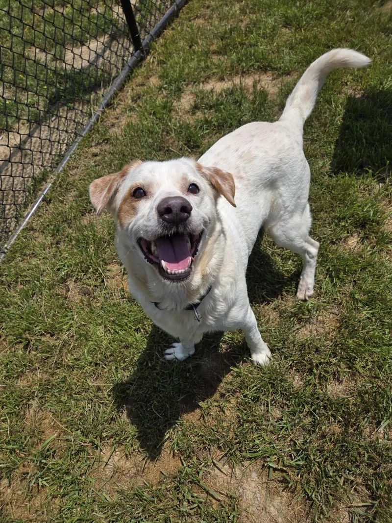 An adult medium-sized male White / Cream Labrador Retriever dog named Badger for adoption in Shepherdsville, KY