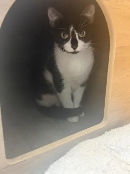 A young small-sized female Domestic Short Hair cat named Scallion for adoption in North Miami Beach, FL