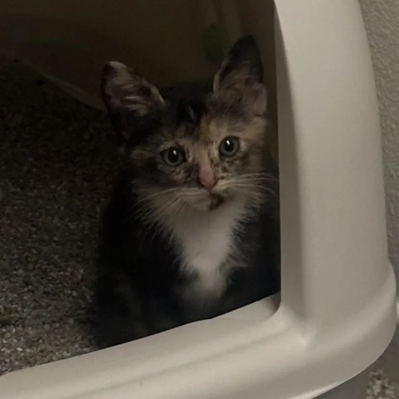 An adult small-sized female Tortoiseshell Domestic Short Hair cat named Cucumber for adoption in Los Angeles, CA