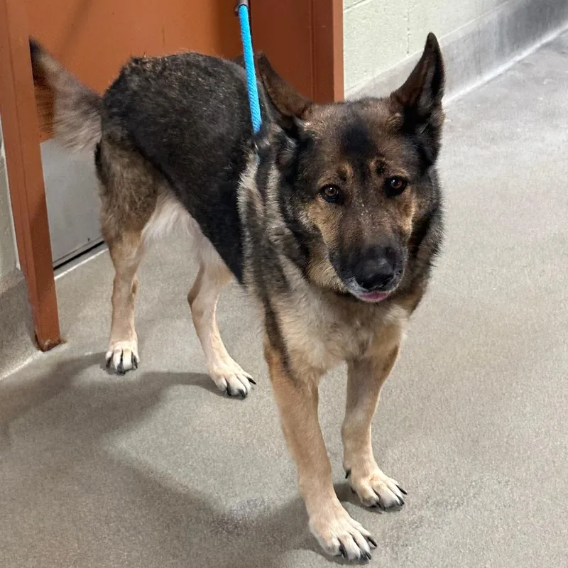A senior large-sized female Brown / Chocolate German Shepherd Dog dog named Dakota for adoption in Upland, CA