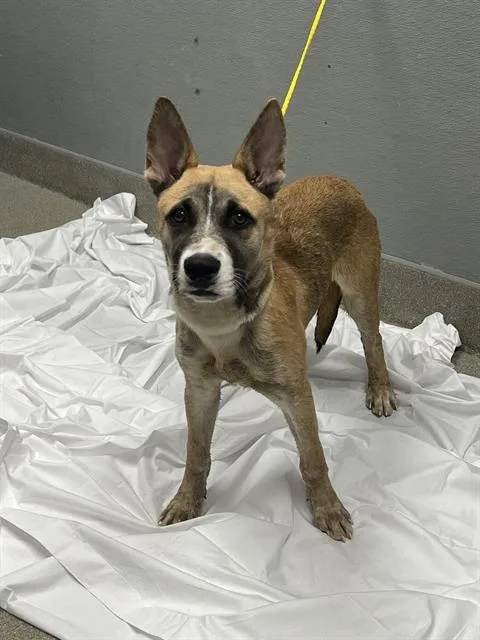 A young small-sized male German Shepherd Dog dog named Tug Tug for adoption in Las Vegas, NV