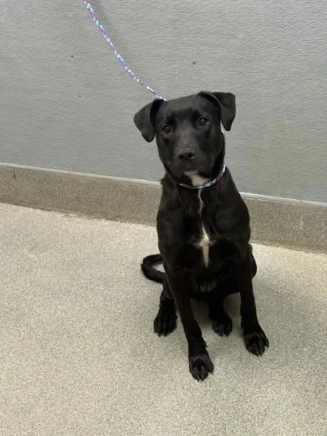 A young large-sized female Labrador Retriever dog named Midnight for adoption in Las Vegas, NV